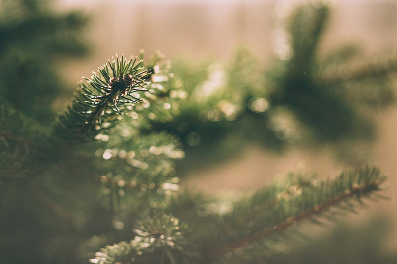 Collecte porte-à-porte des arbres de Noël du 14 au 18 janvier