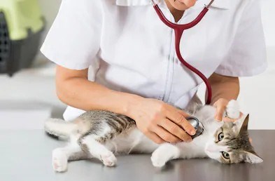 Fermeture du centre de services animaliers pour une durée indéterminée