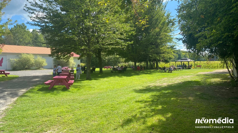 Participer aux vendanges au Vignoble Côte de Vaudreuil