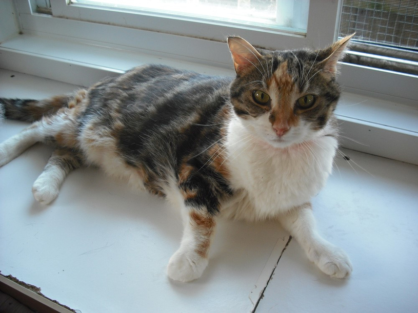 Une chatte calico de 7 ans