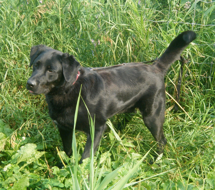 Yankee, un chien enjoué