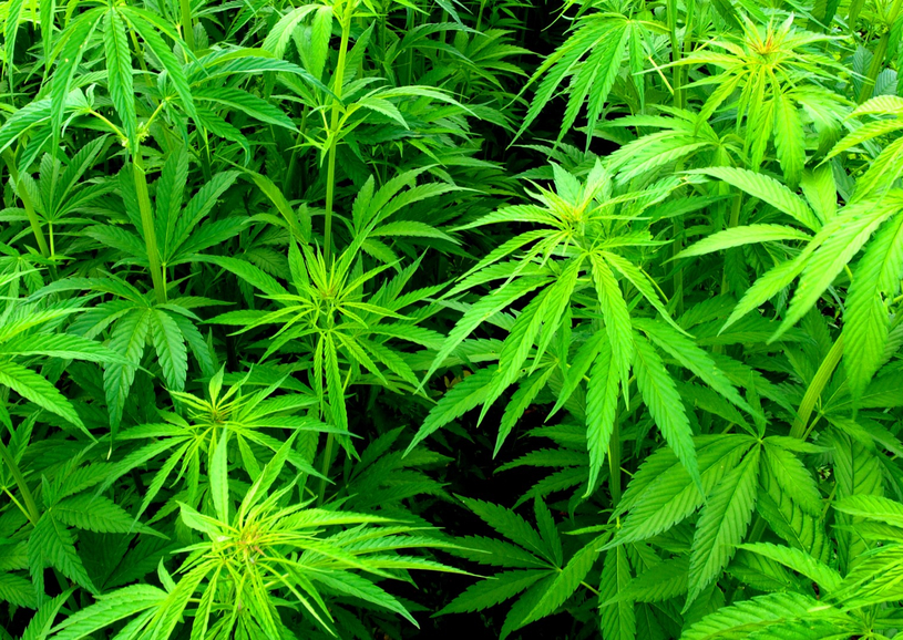 Plants, boutures et marijuana en vrac saisis à Saint-Césaire