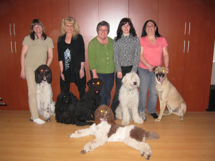 Avis aux propriétaires de chiens chamblyens