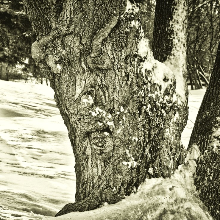 « Arbre au Fort-Chambly », par Corinne Landry, Carignan