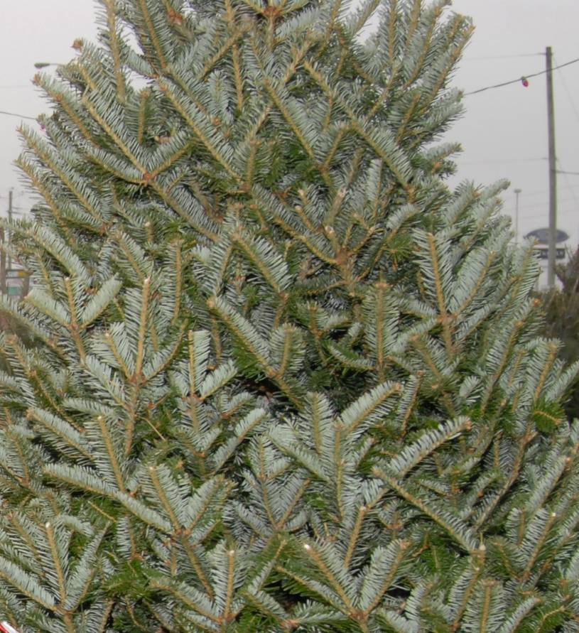 Collecte de sapins à Carignan