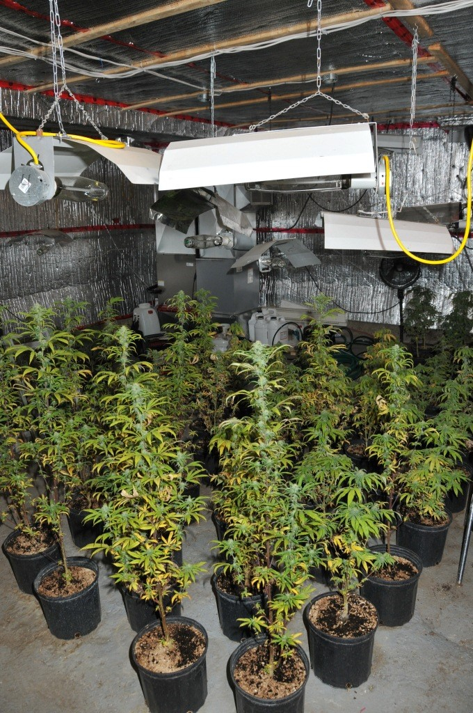 Importante saisie de cannabis à Saint-Mathias