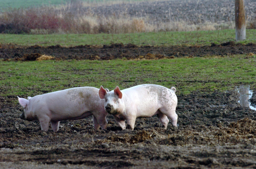 Un premier cas de diarrhée épidémique porcine en Montérégie