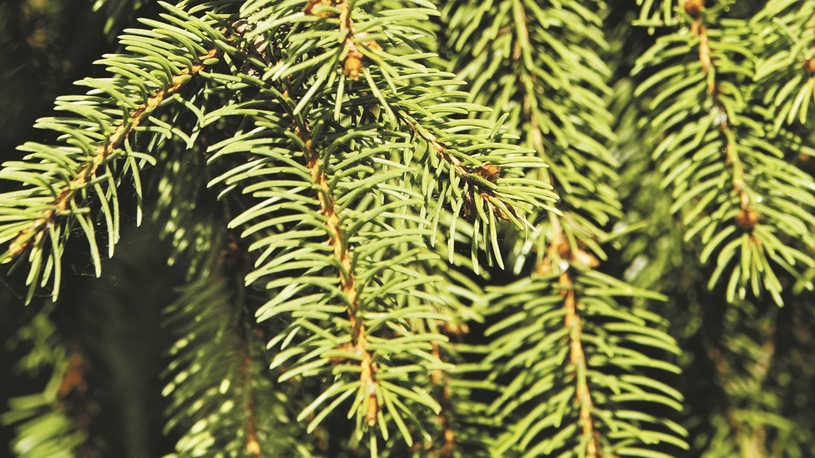 Chambly ramassera les sapins du 5 au 8 janvier