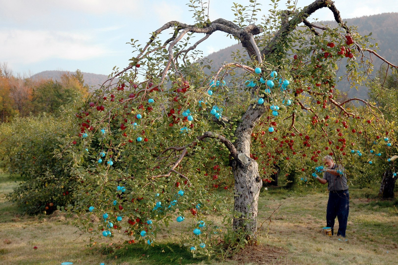 Créer en direct de la nature