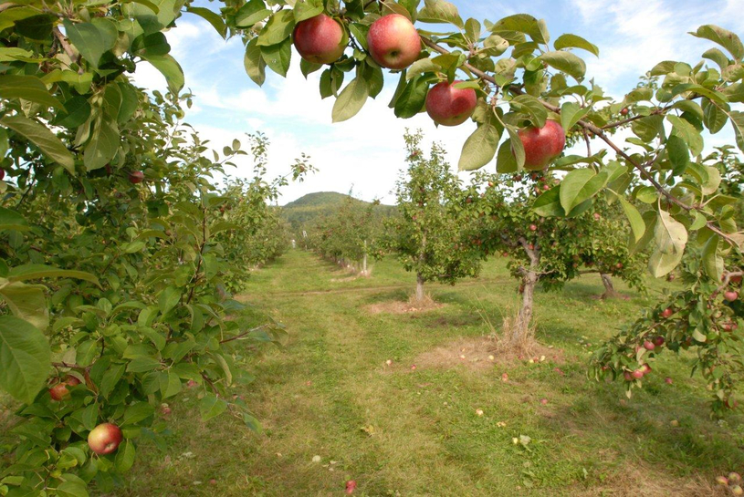 Tombez dans un des 1,7 million de pommiers de la Montérégie