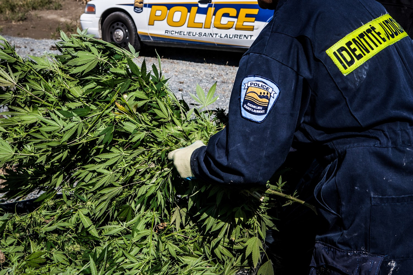 Saisie de 53 plants de cannabis à Mont-Saint-Hilaire