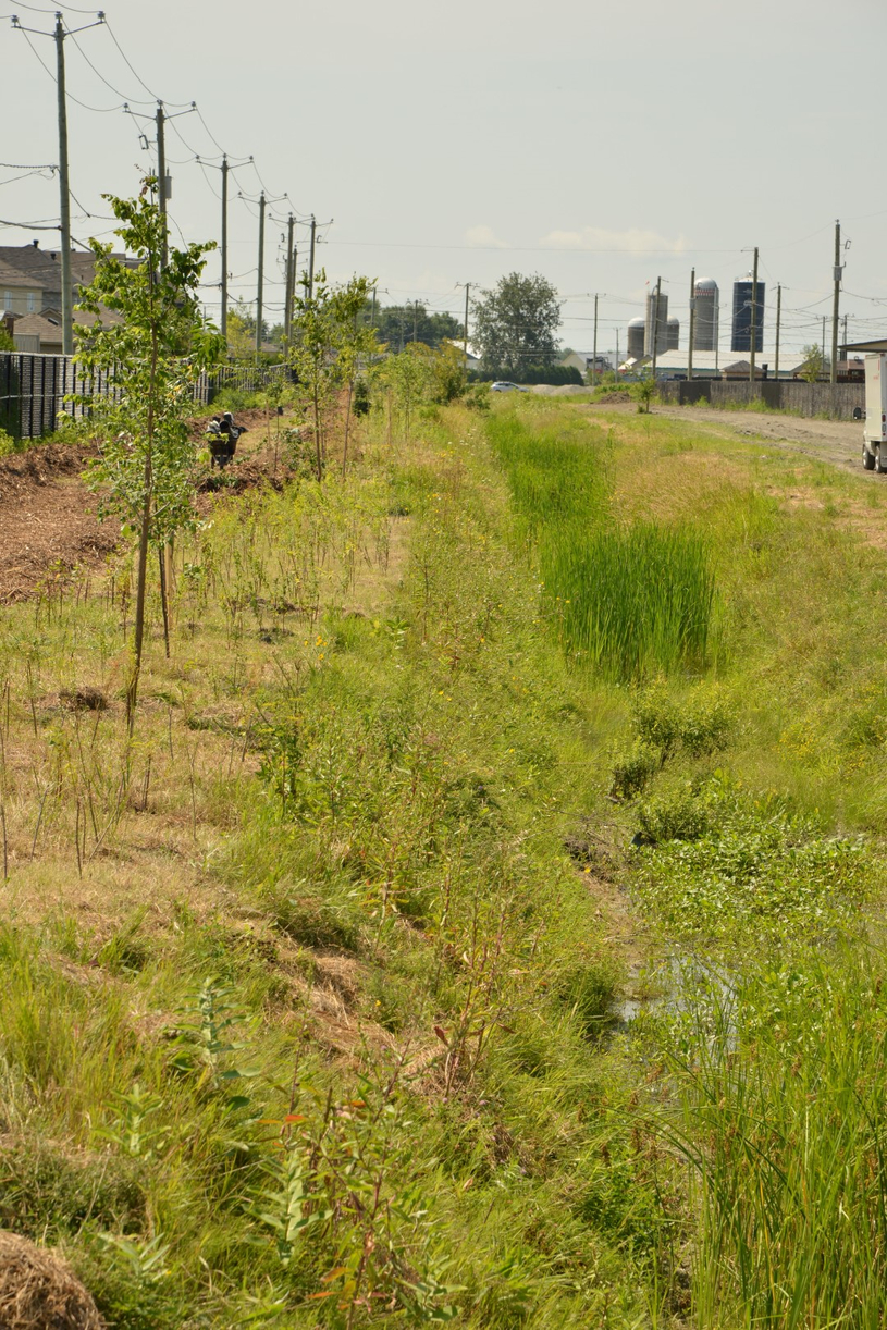13 000 nouveaux arbres à Beloeil