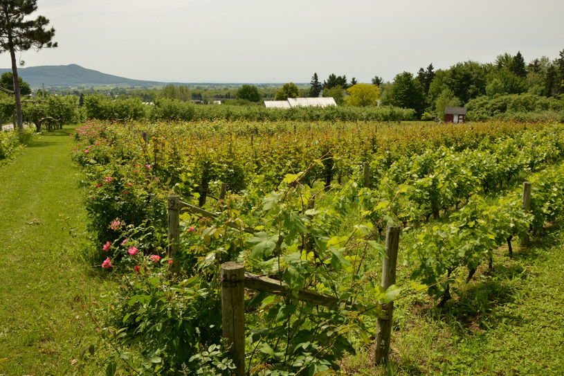 Trois itinéraires pour découvrir les vignobles de la région