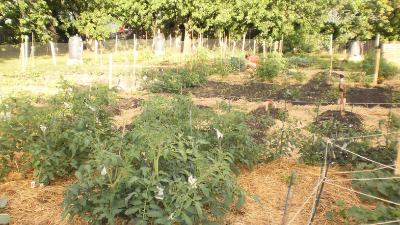 Les inscriptions pour les jardins communautaires de Saint-Basile sont débutées