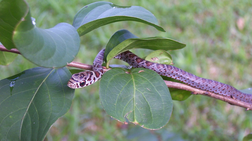 Amphibiens et reptiles en vedette au parc national du Mont-Saint-Bruno