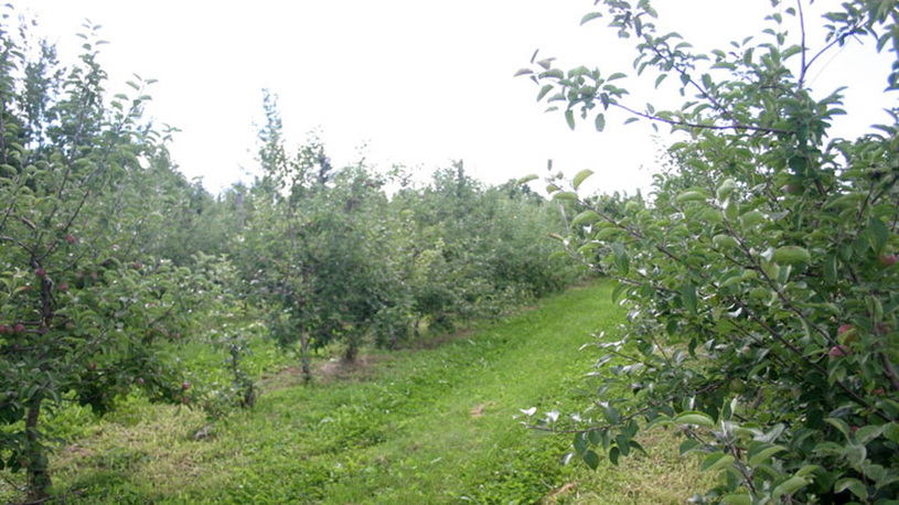 Tourisme Montérégie met la pomme de l'avant cet automne