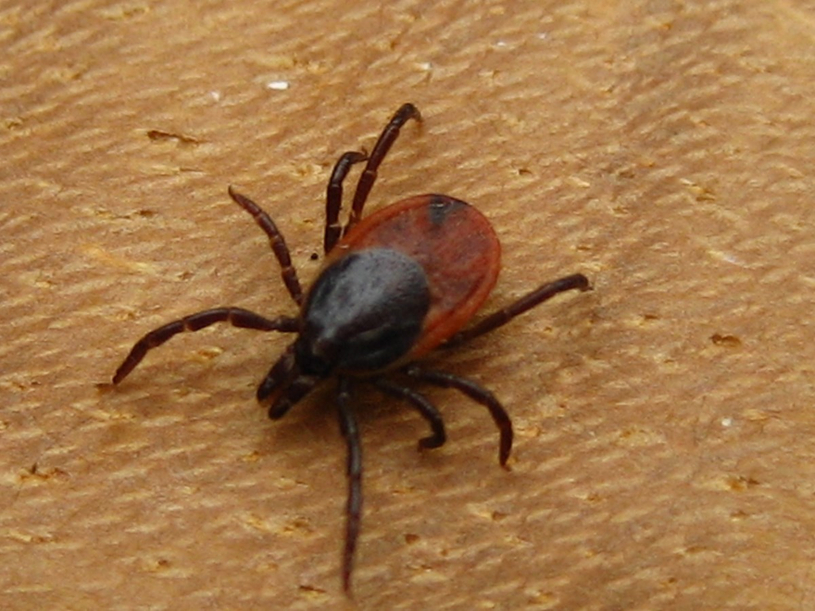 Les pharmaciens peuvent prescrire un antibiotique contre la maladie de Lyme