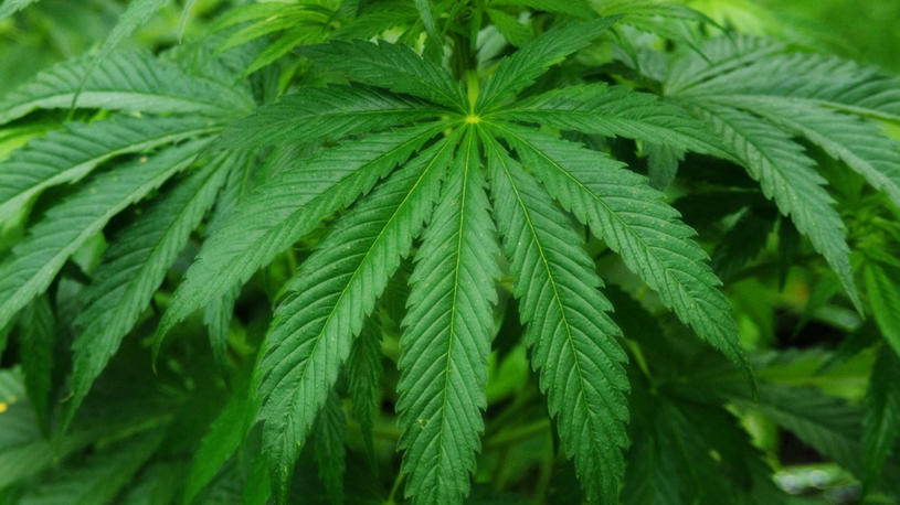 La Société québécoise du cannabis (SQDC) aura une succursale à Saint-Jean-sur-Richelieu 