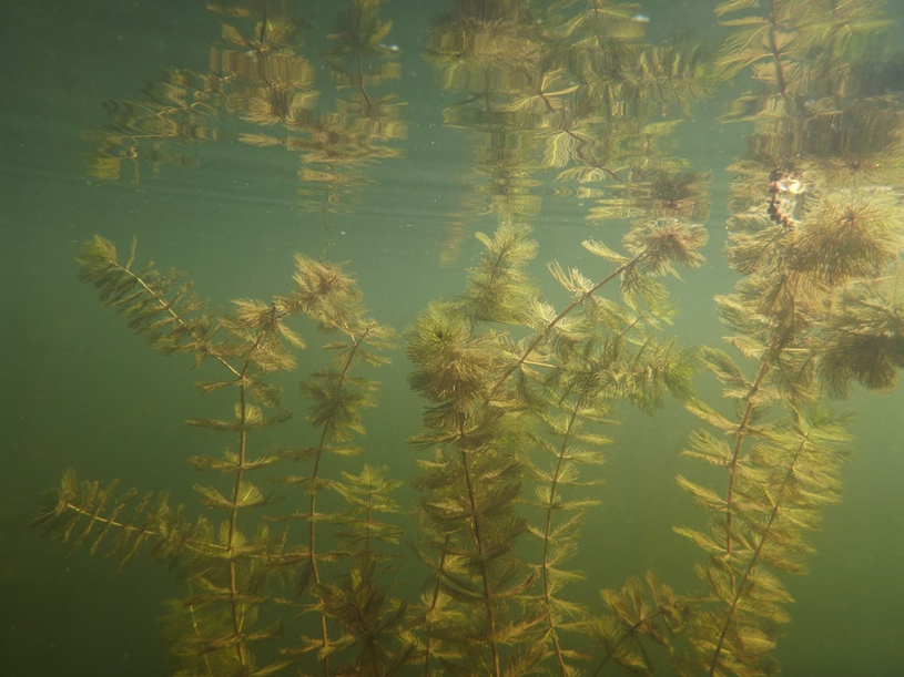 Myriophylle à épis : résistez à l’envahisseur