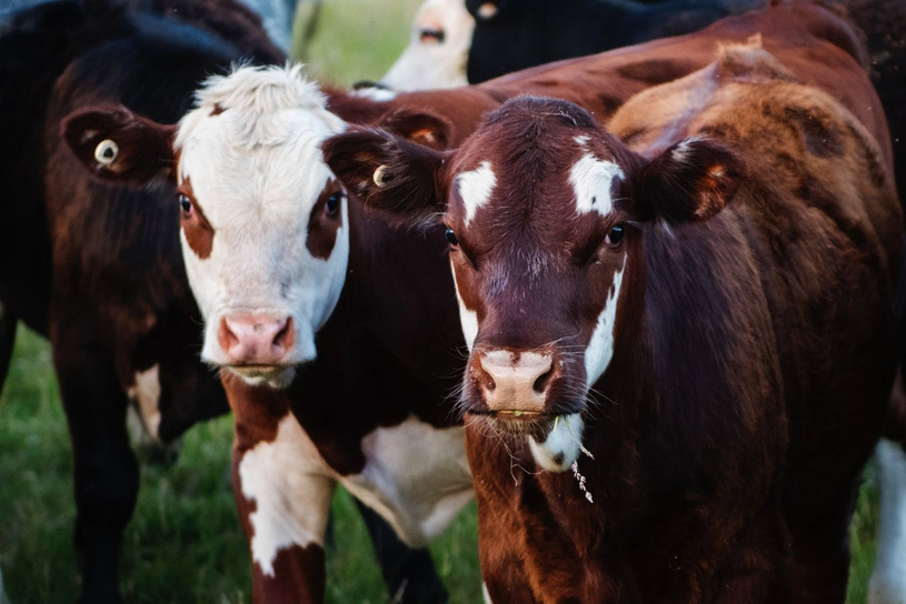 Trois fermes à découvrir le 8 septembre prochain