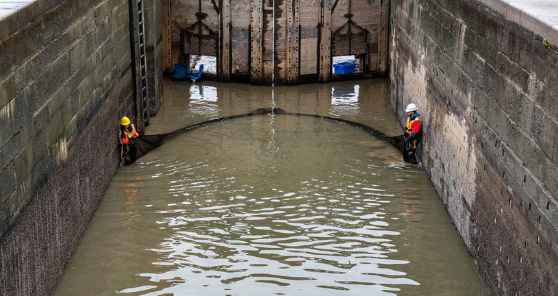 Canal-de-Chambly : des dizaines de milliers de poissons sauvés