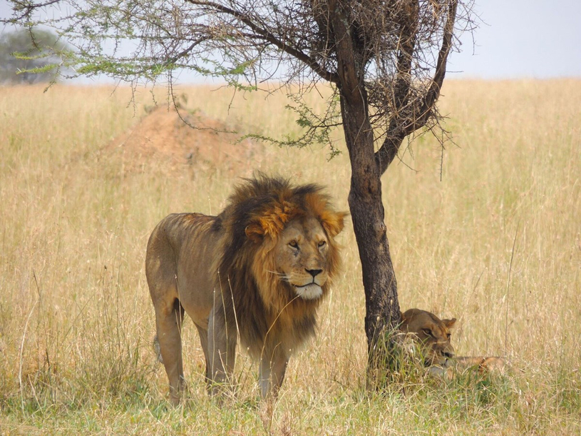 Un Safari sauvage proposé en ciné-conférence le 8 janvier à Beloeil