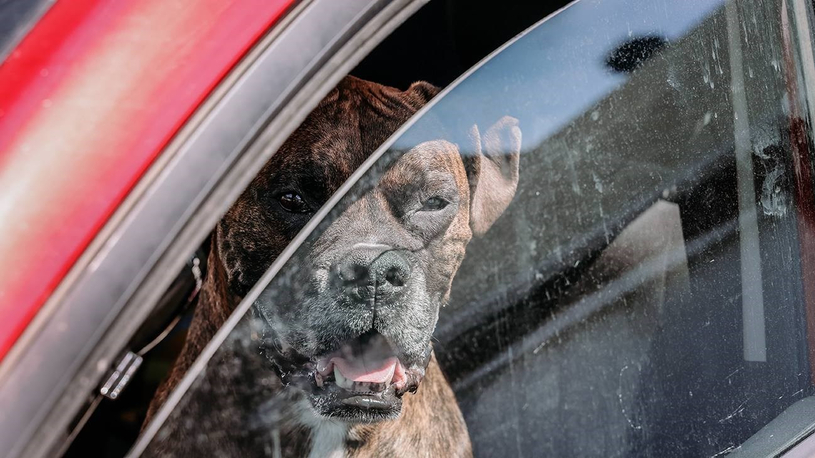 En période de grande chaleur nos animaux sont mieux à la maison