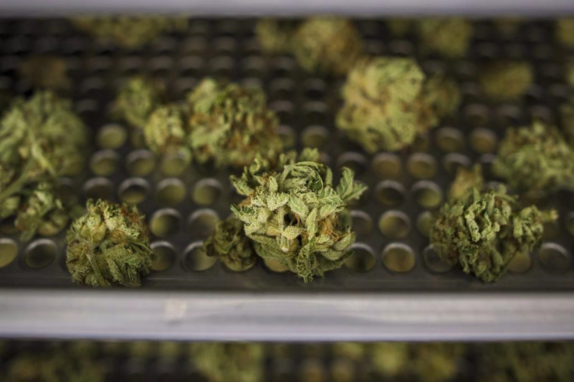 Légalisation du cannabis au Canada: les conséquences de la loi scrutées à la loupe