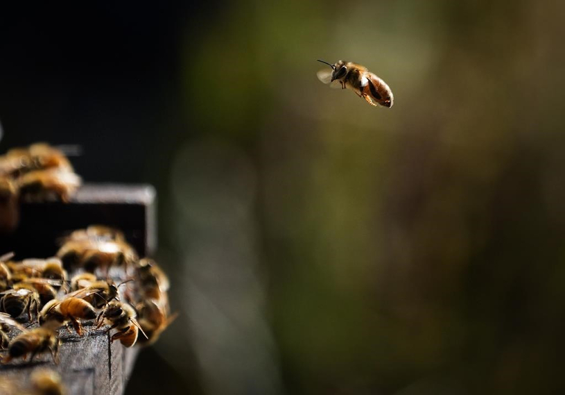 Les abeilles mellifères menaceraient les abeilles sauvages
