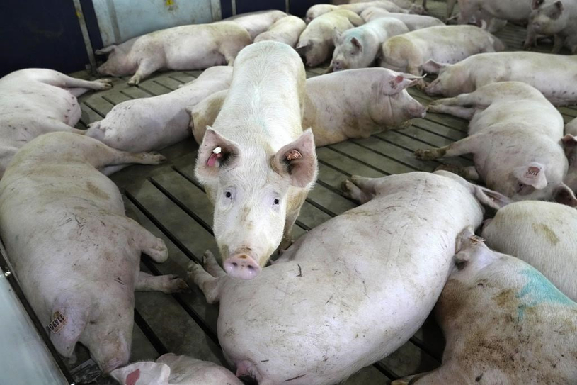 L'ARN de l'hépatite E trouvé dans des produits de foie de porc