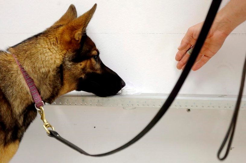 Des chiens pourraient détecter une crise de panique imminente