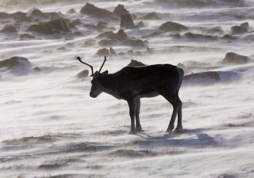 Caribou: Guilbeault fait miroiter beaucoup d'argent et invite Québec à négocier