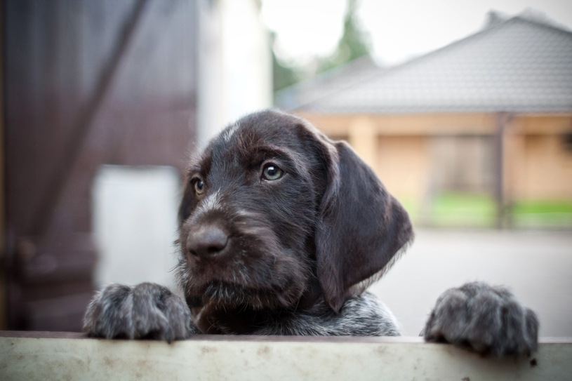 Adopter un animal : un pensez-y-bien!
