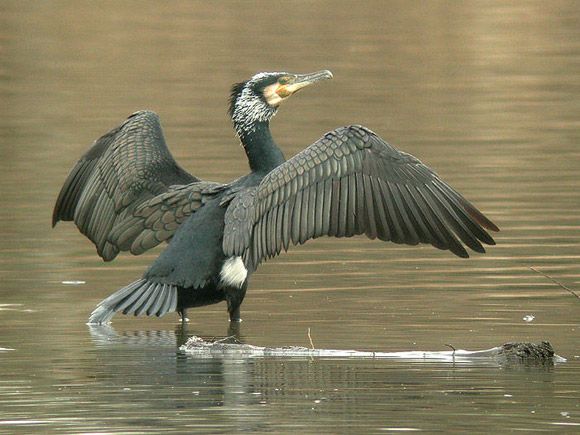 Les cormorans seront contrôlés
