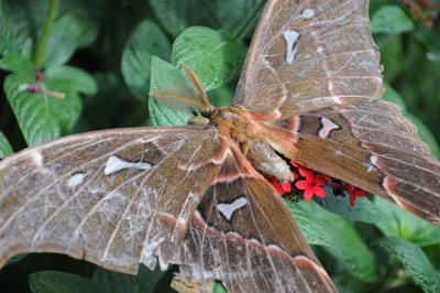 L'insectarium de Montréal emménage à Blainville