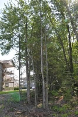 Blainville plantera beaucoup d'arbres
