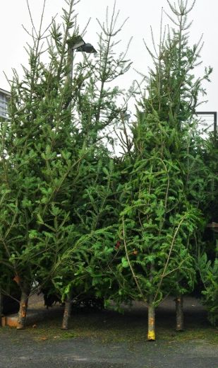 Les sapins de Noël bénéficient d’une deuxième vie