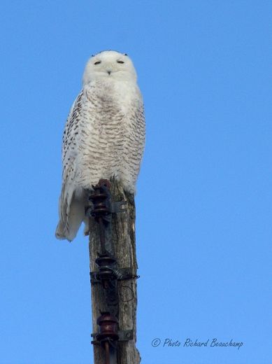 Guerre ouverte entre photographes et ornithologues