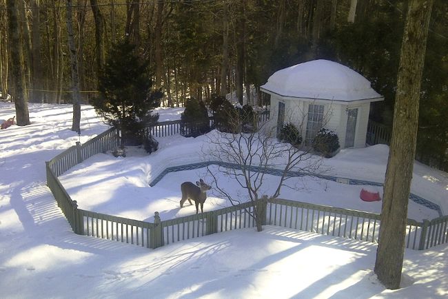 Les chevreuils envahissent Blainville