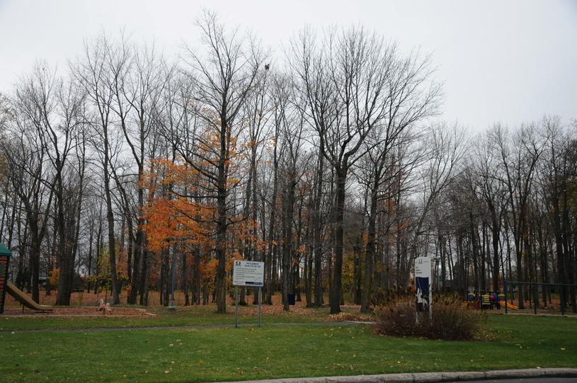 Une centaine de frênes abattus à Boisbriand 