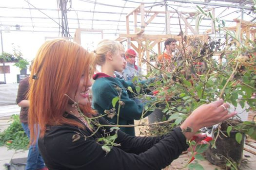 Expérience de travail concrète pour les futurs ouvriers en production horticole du CFAM