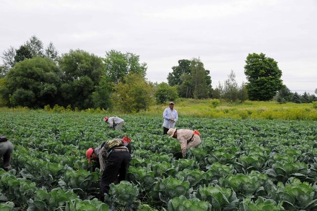L'UPA déplore les conclusions du Rapport Robillard 