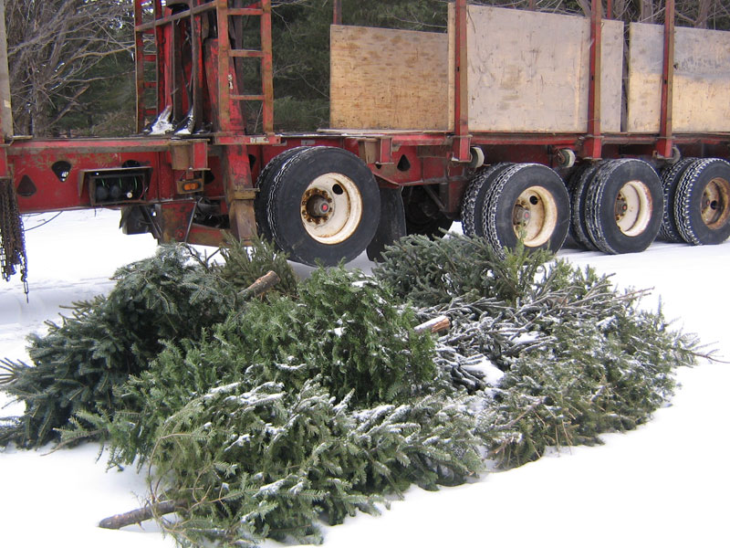 Les collectes de sapins débutent aujourd'hui