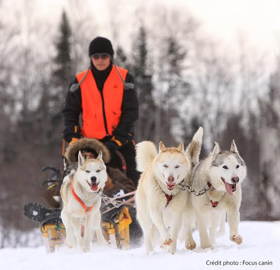 Randonnée en traîneaux à chiens à Sainte-Thérèse 