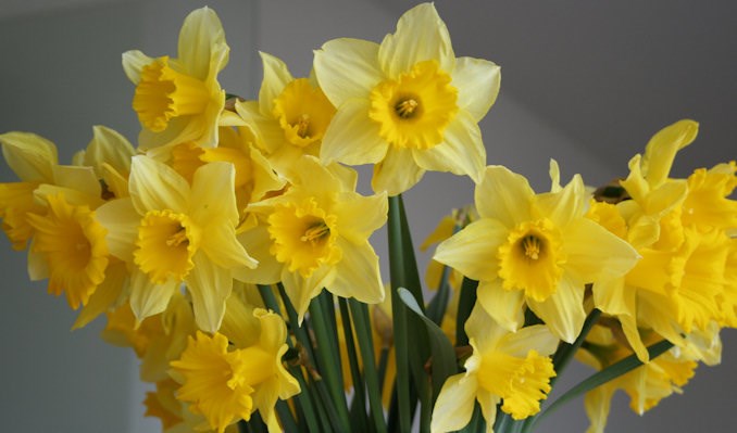 Des jonquilles symboliques