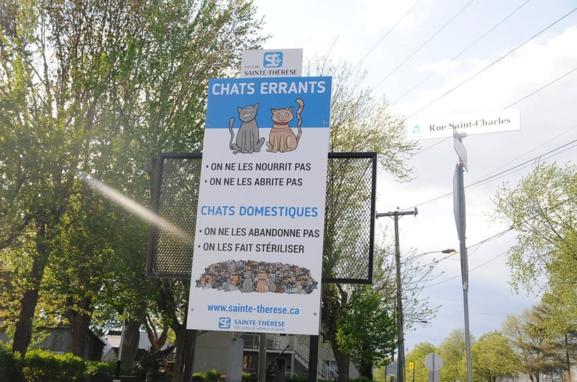Controverse sur la campagne de sensibilisation des chats errants: Sainte-Thérèse retire ses pancartes