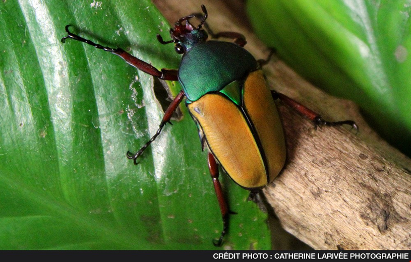 L’Insectarium de Montréal débarque à Blainville!