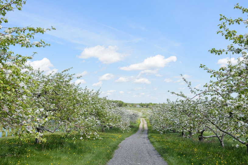 Célébrez le printemps sous les pommiers du Domaine Lafrance