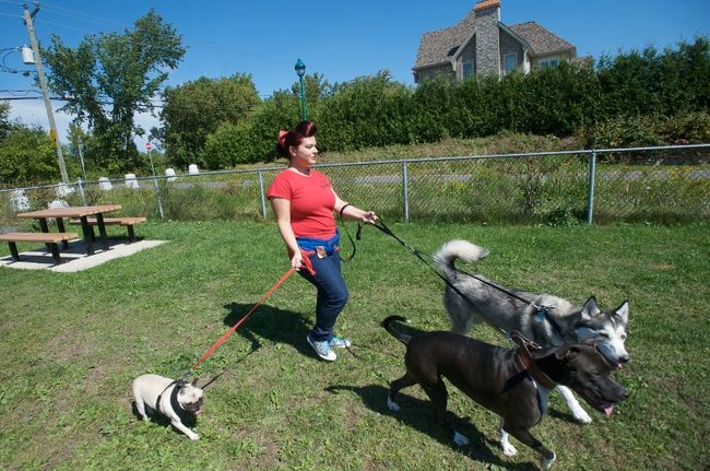 Tout pour toutou avec Les Services Walkadog