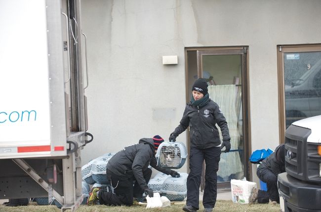 80 chats saisis dans un refuge